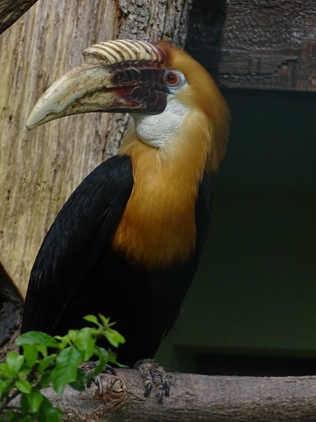 Papuan hornbill (Rhyticeros plicatus)