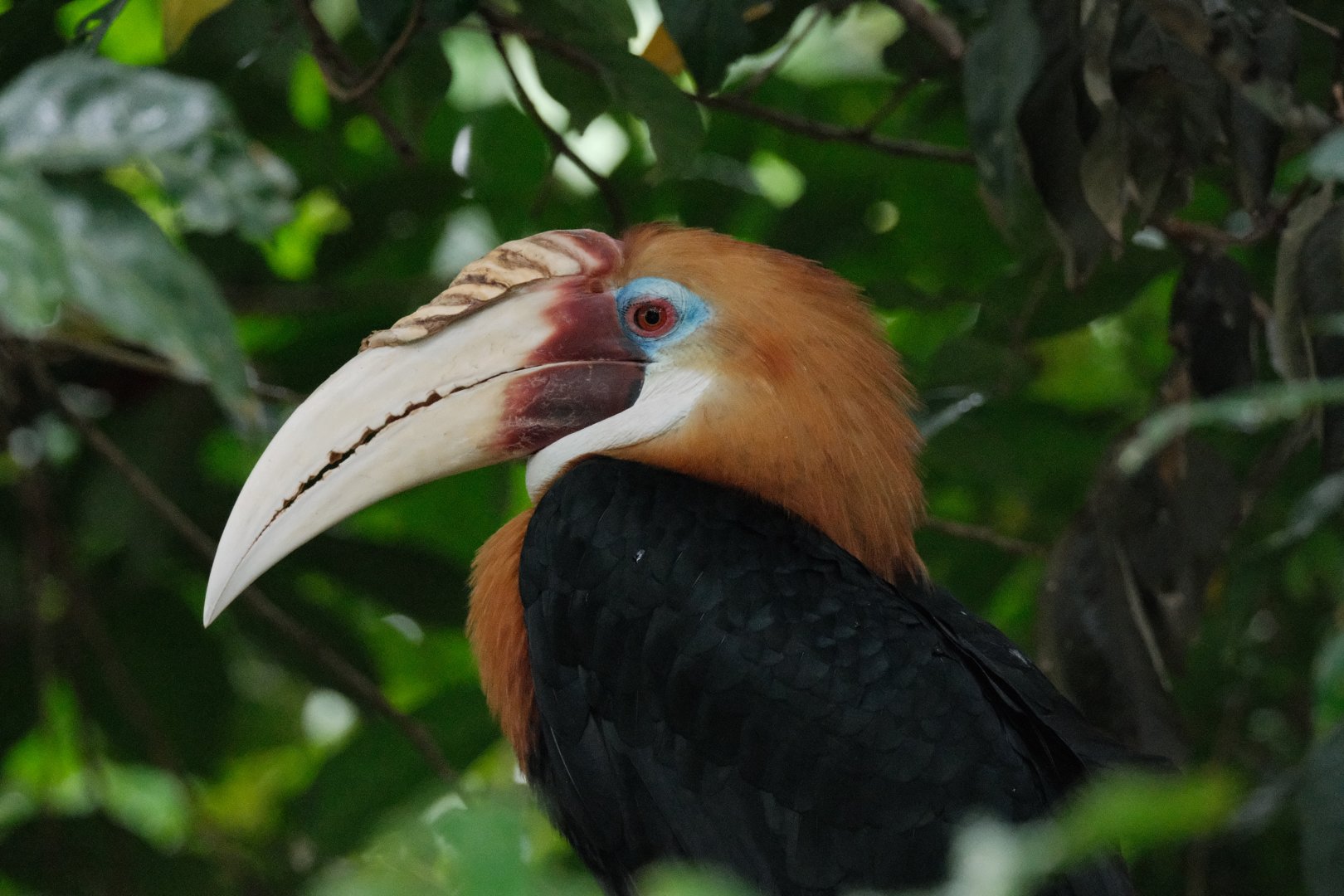 Papuan Hornbill (Rhyticeros plicatus)