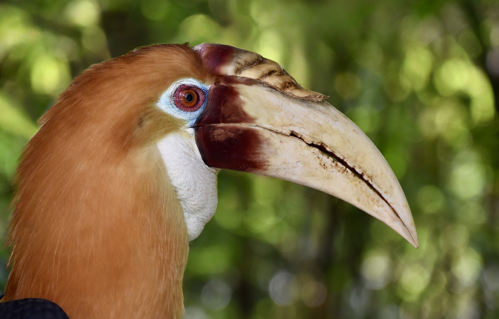 Papuan Hornbill (Rhyticeros plicatus)