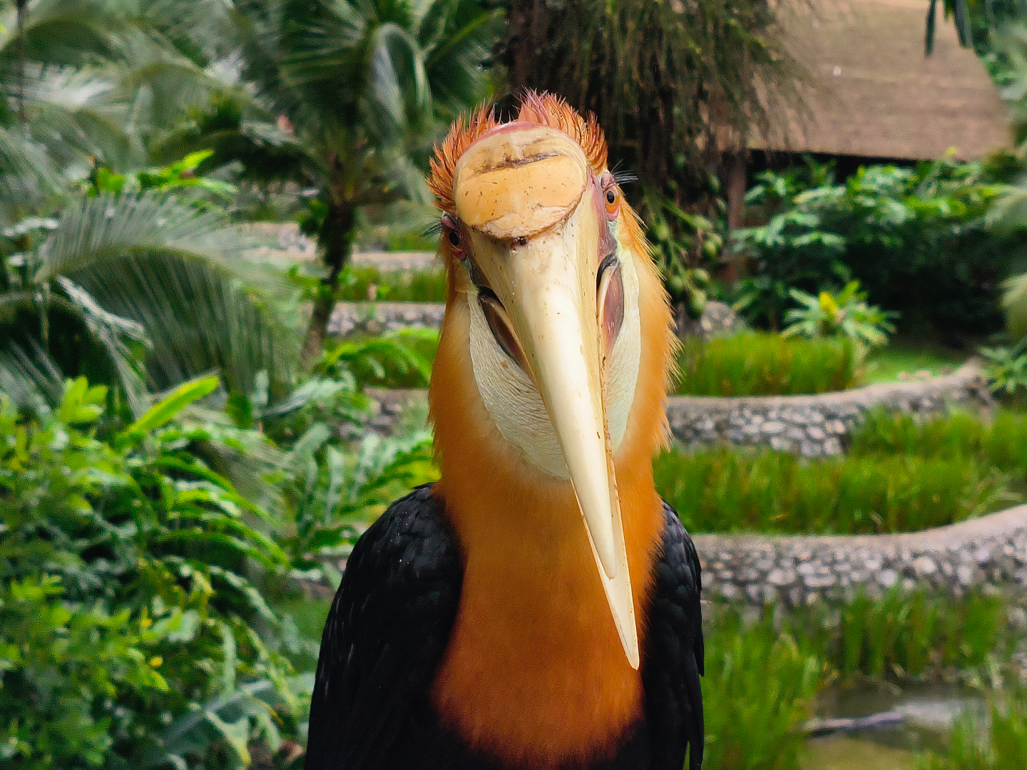 Papuan Hornbill (Rhyticeros plicatus)