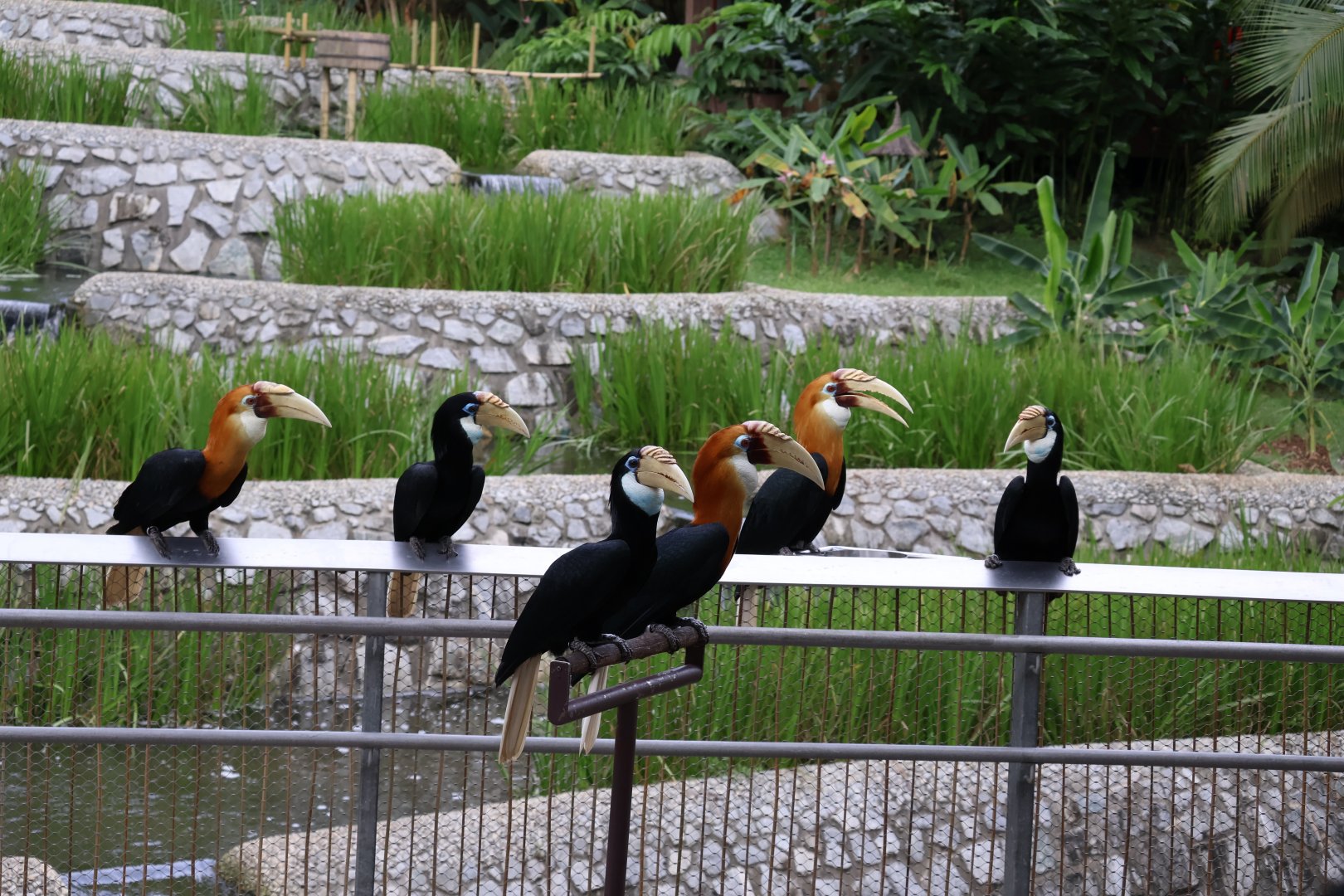 Papuan Hornbill (Rhyticeros plicatus)
