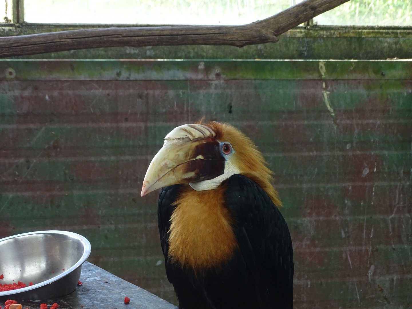 Papuan hornbill (Rhyticeros plicatus)