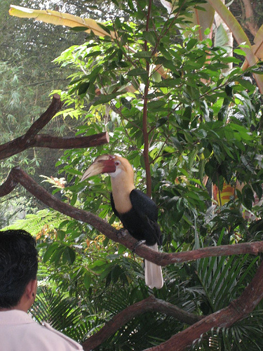 Papuan Hornbill, Singapore Zoo