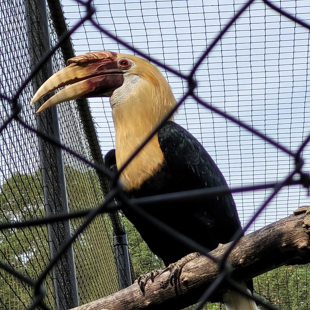 Papuan hornbill -Zoo de Labenne (2023)
