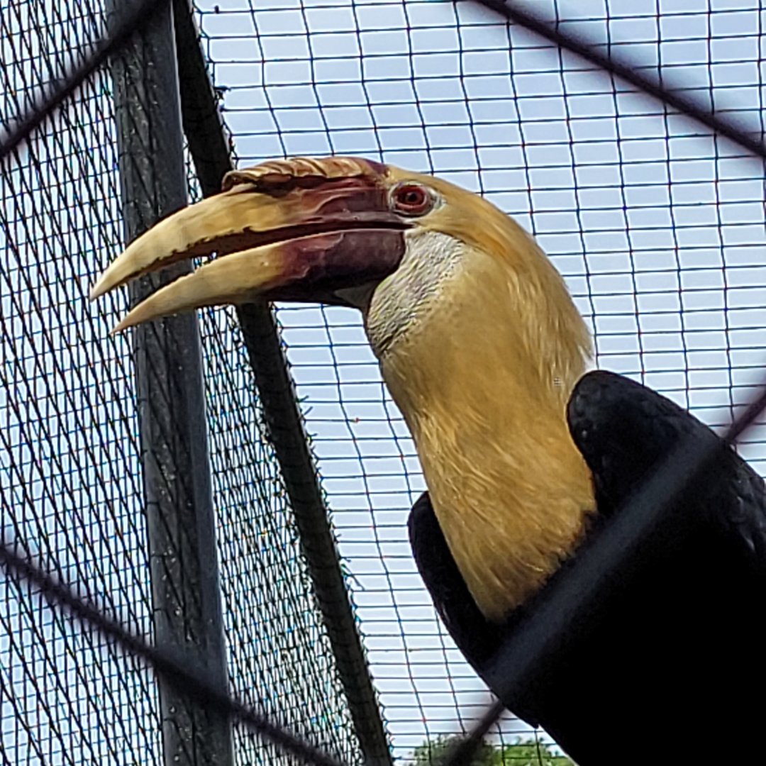 Papuan hornbill -Zoo de Labenne (2023)