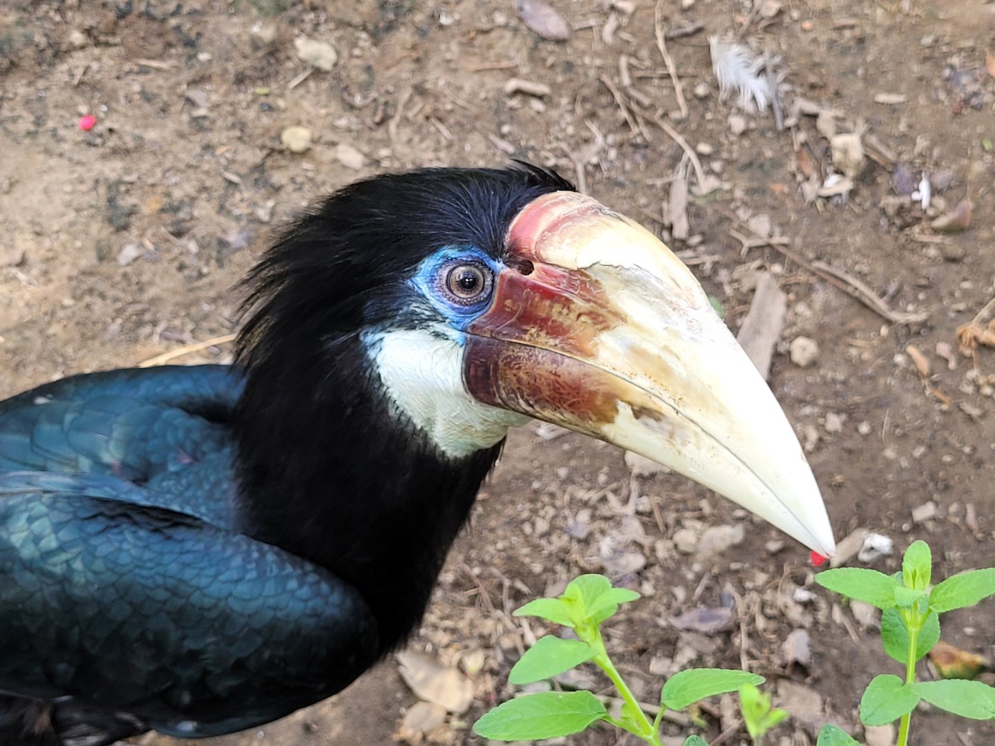 Papuan hornbill -Zoo de Labenne (2024)