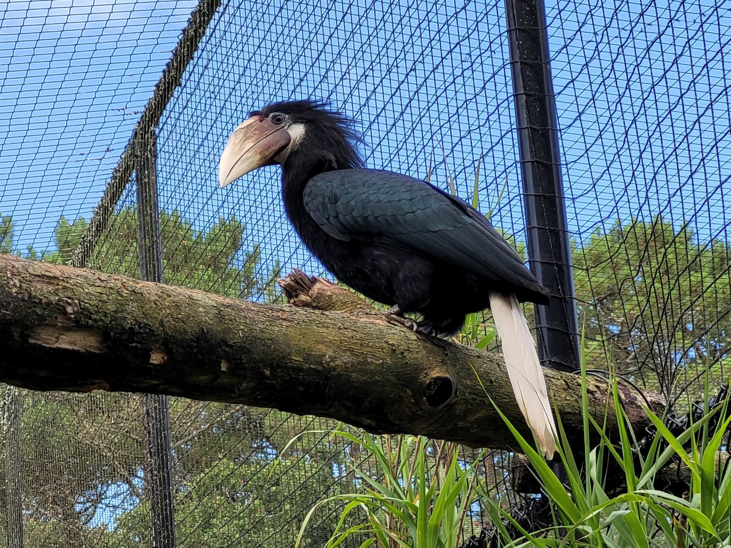 Papuan hornbill -Zoo de Labenne (2024)