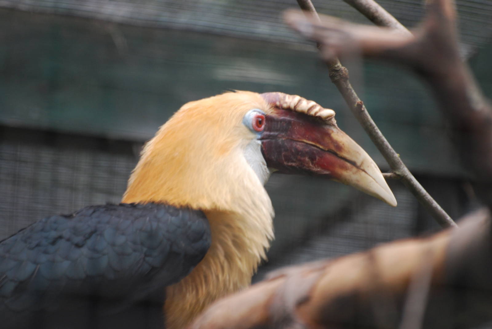 Papuan hornbill