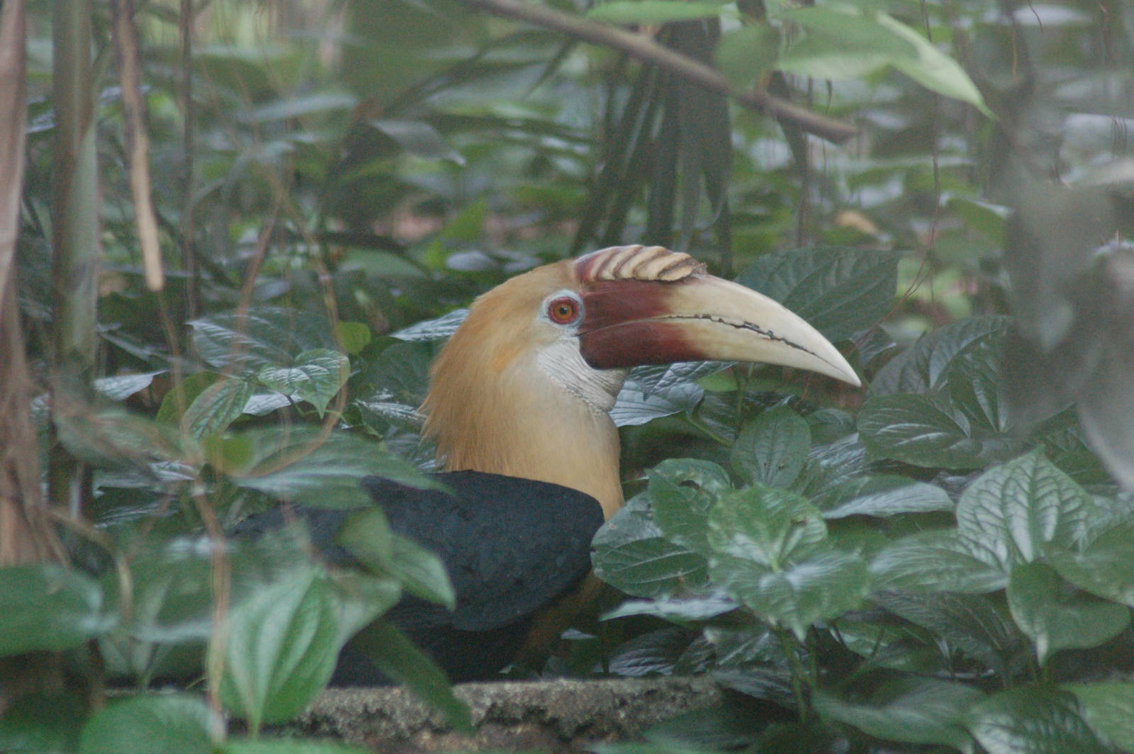 Papuan hornbill