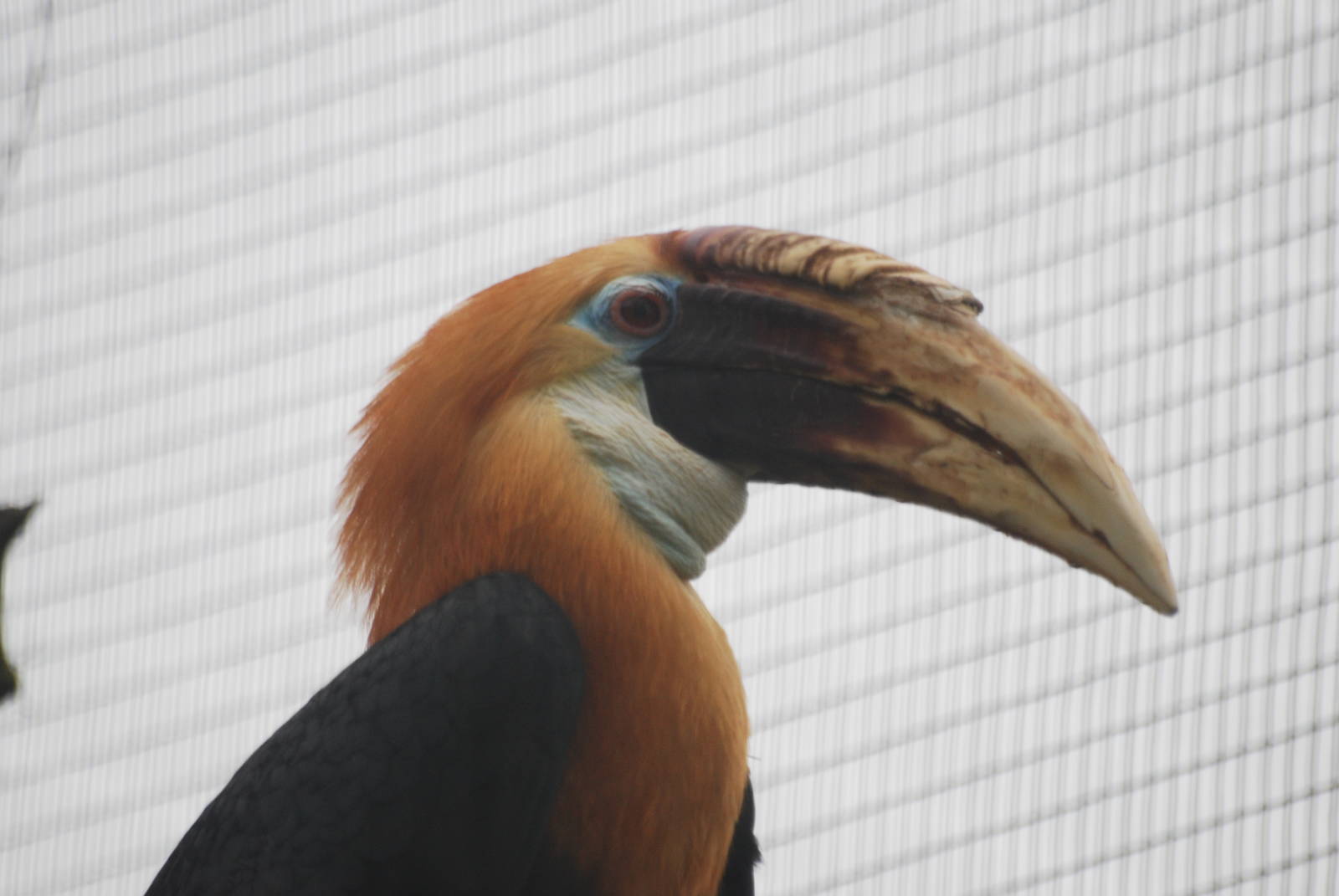 Papuan hornbill