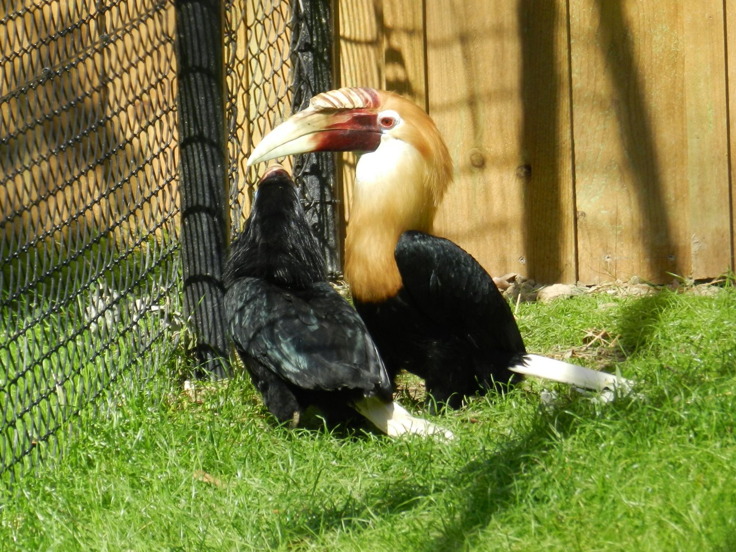 Papuan Hornbill
