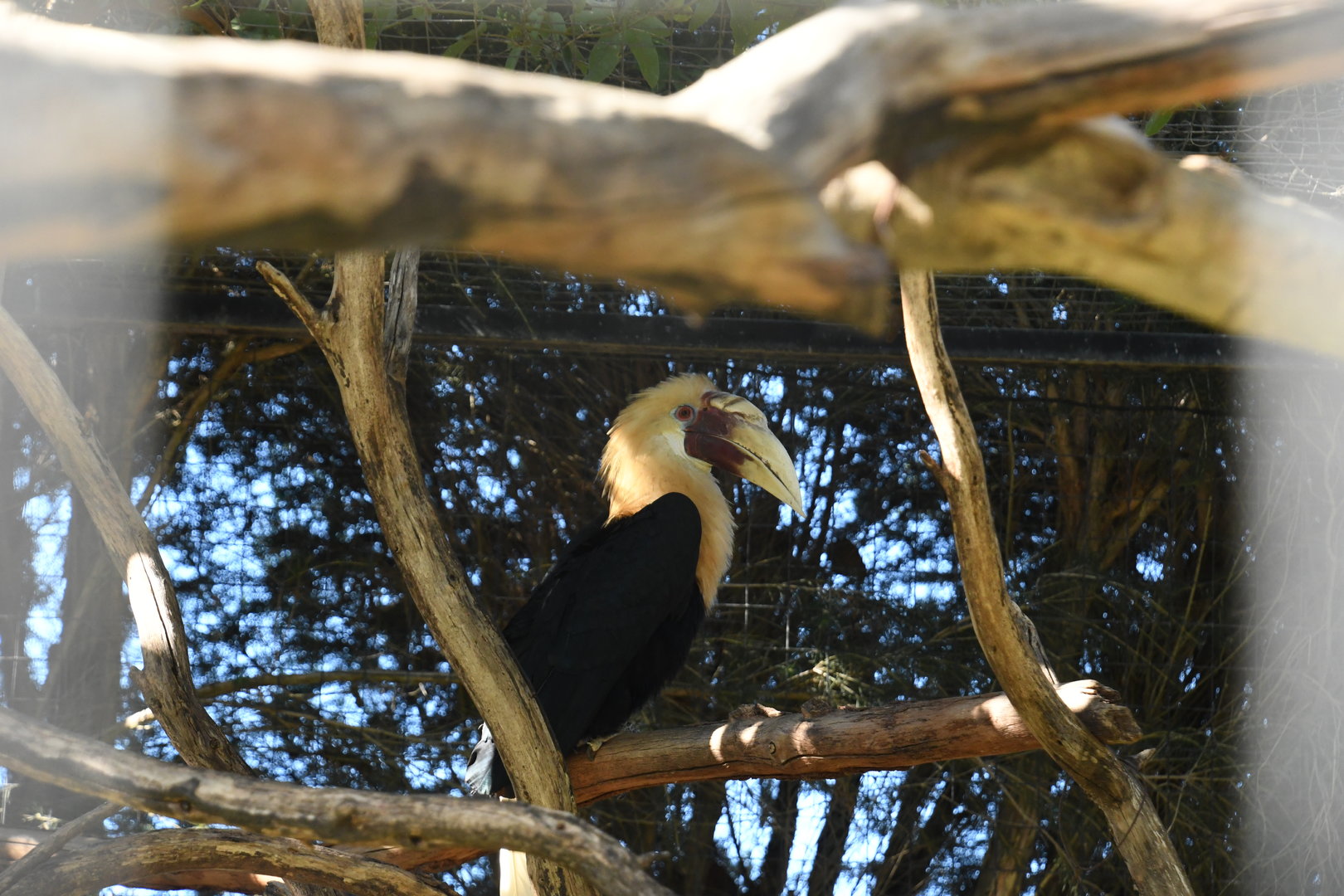 Papuan Hornbill