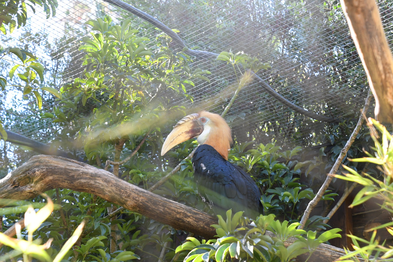 Papuan Hornbill