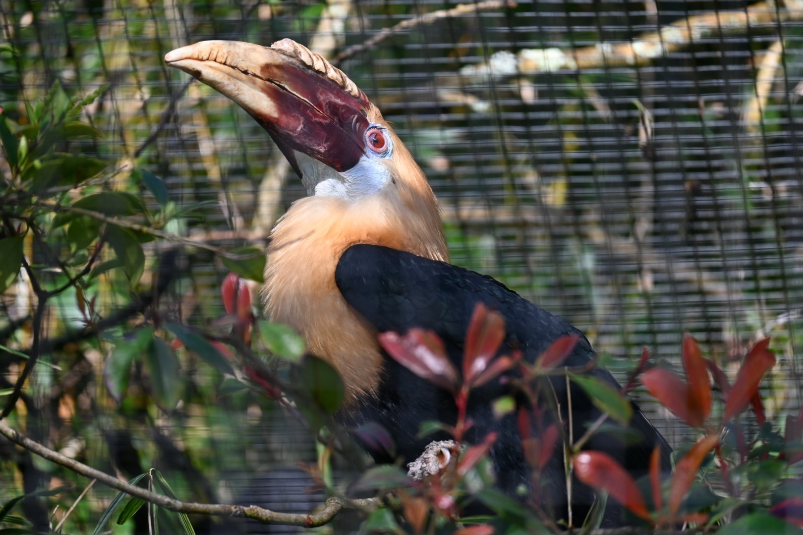 Papuan Hornbill