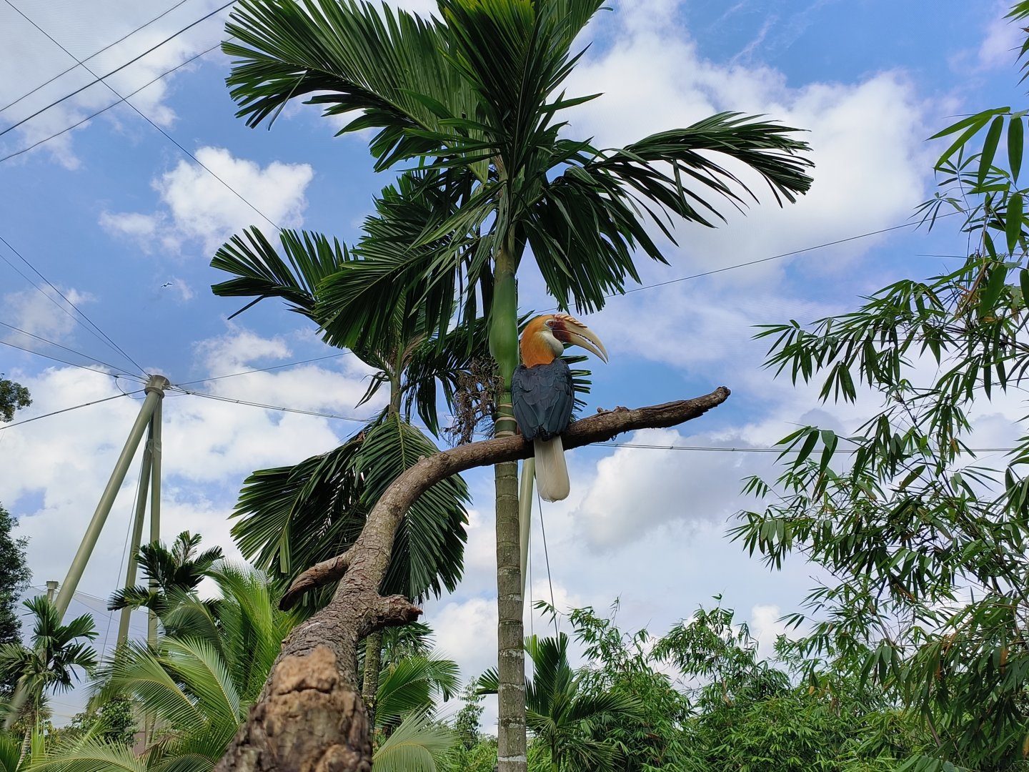 Papuan Hornbill