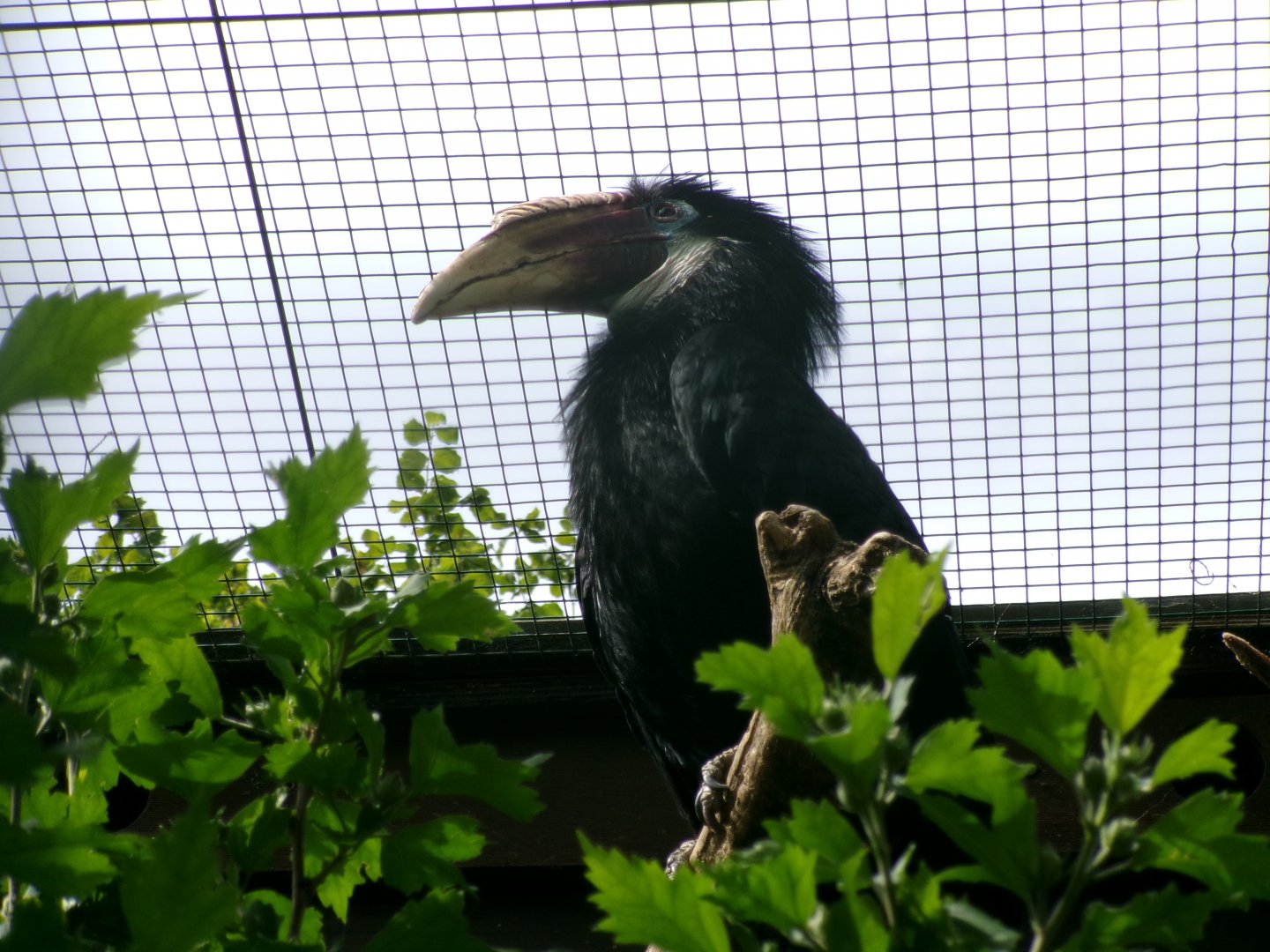 Papuan hornbill