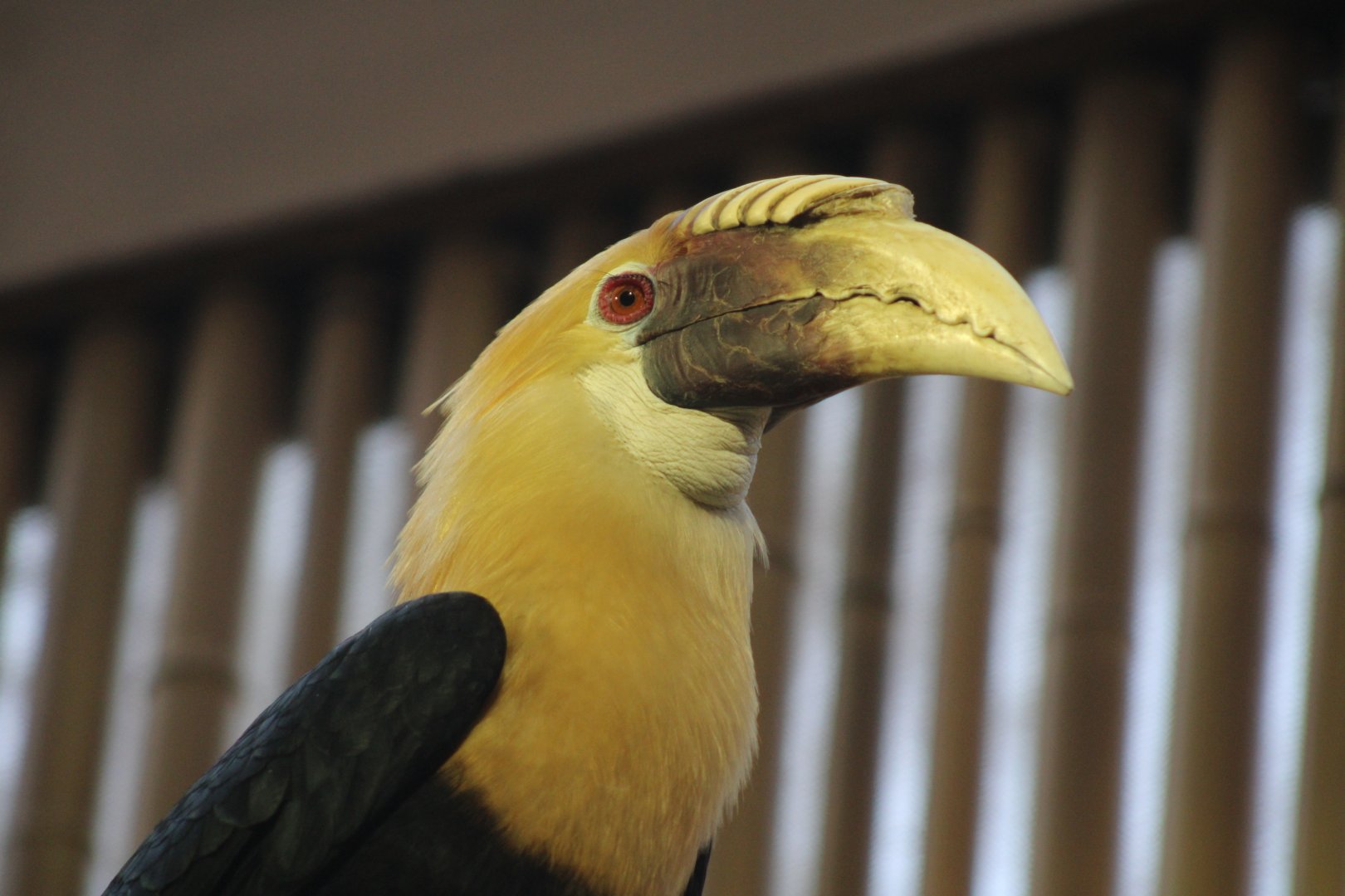 Papuan Hornbill