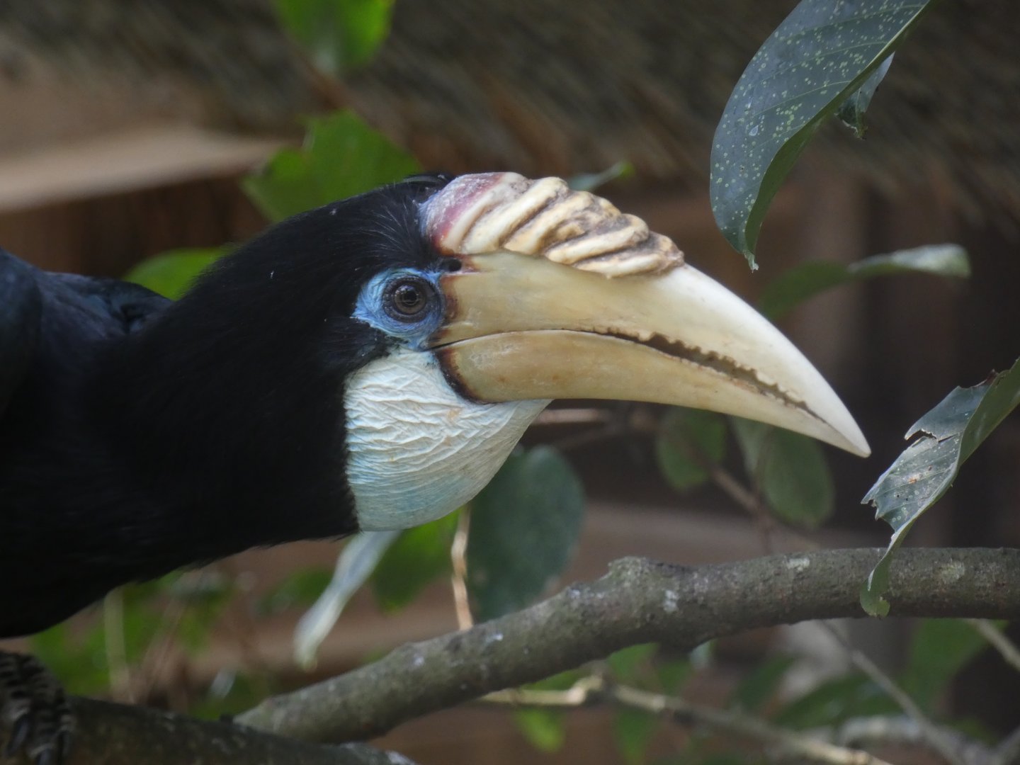 Papuan hornbill