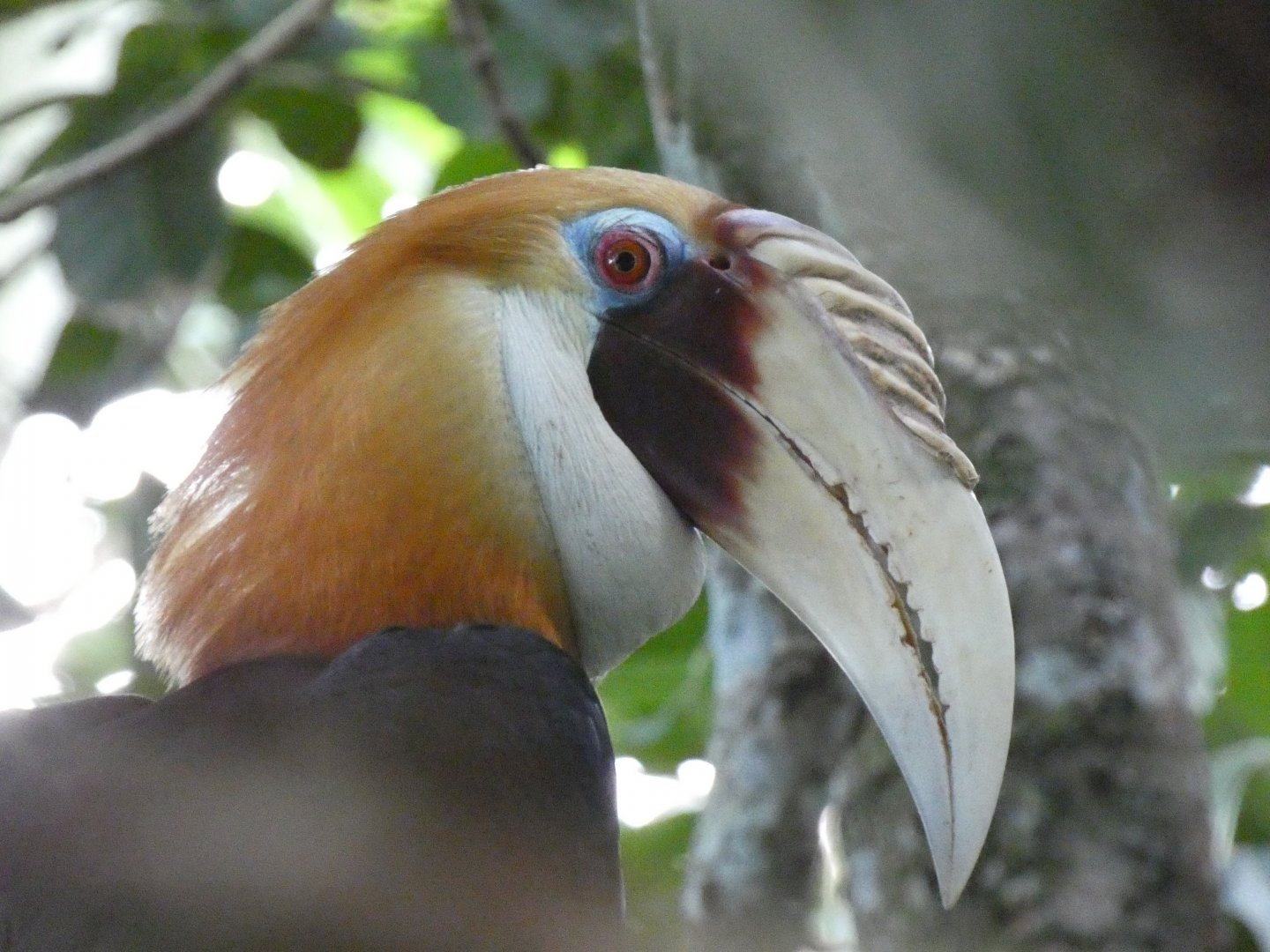 Papuan hornbill