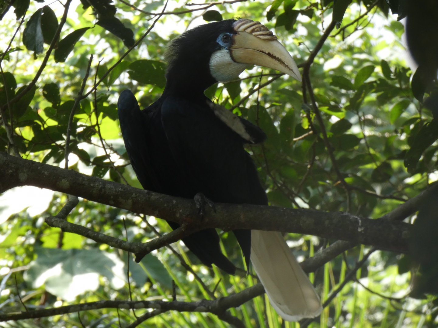 Papuan hornbill
