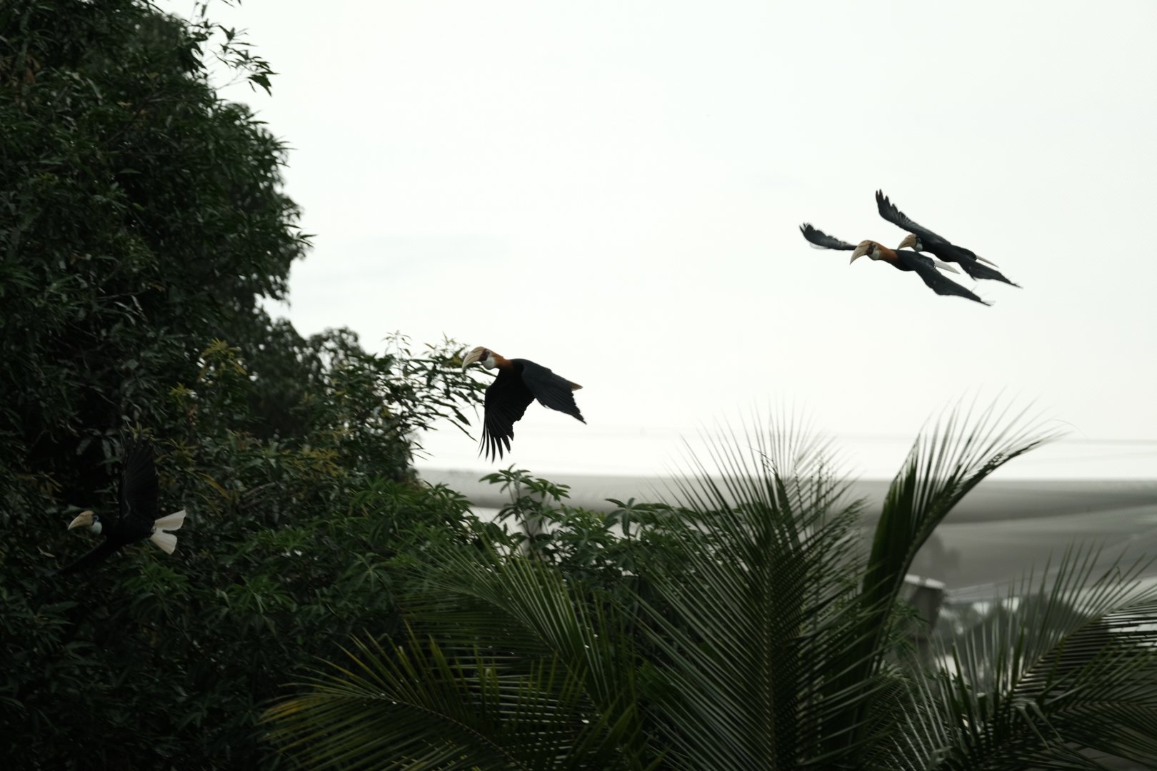 Papuan Hornbills (Rhyticeros plicatus) in flight