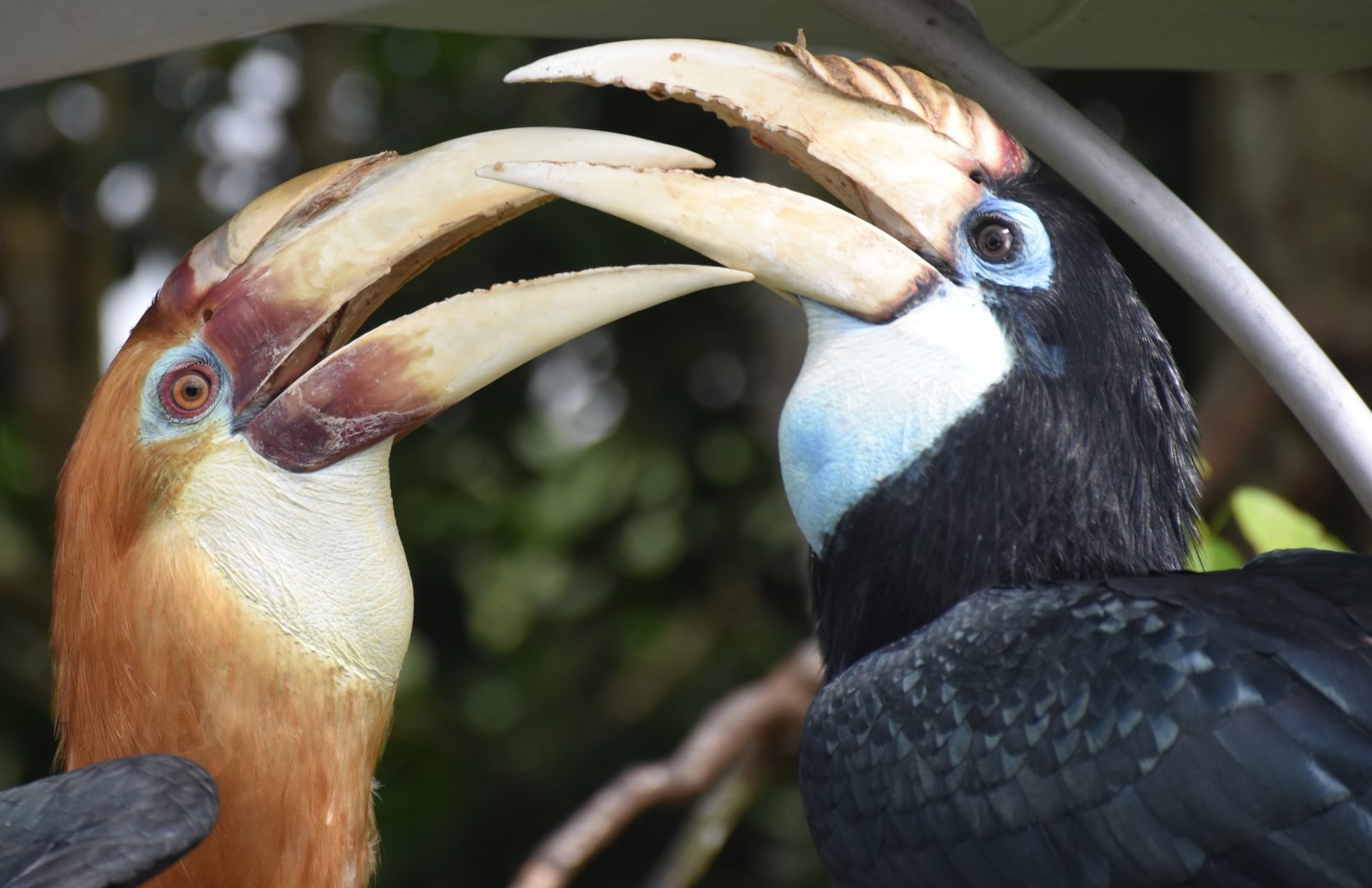 Papuan Hornbills (Rhyticeros plicatus)