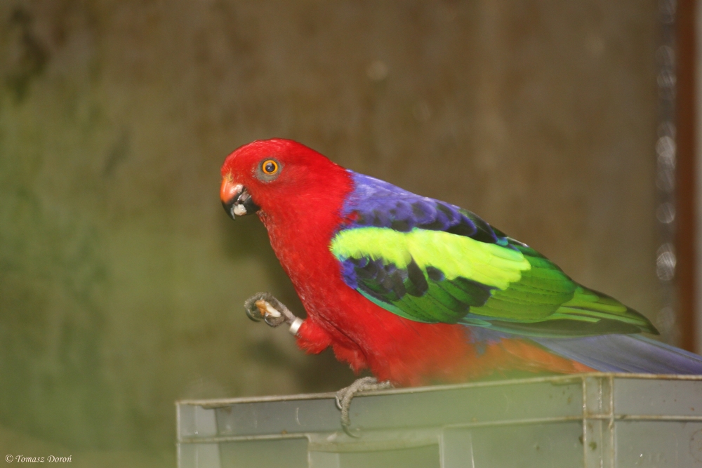 Papuan King Parrot (Alisterus chloropterus moszkowskii)