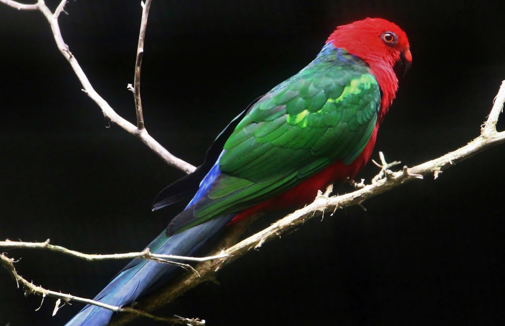 Papuan King Parrot (Alisterus chloropterus moszkowskii)