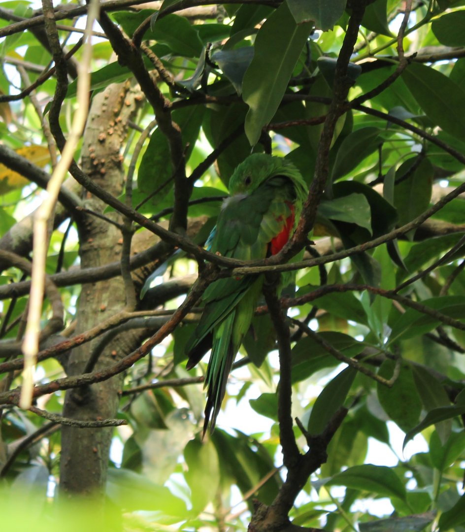 Papuan king parrot