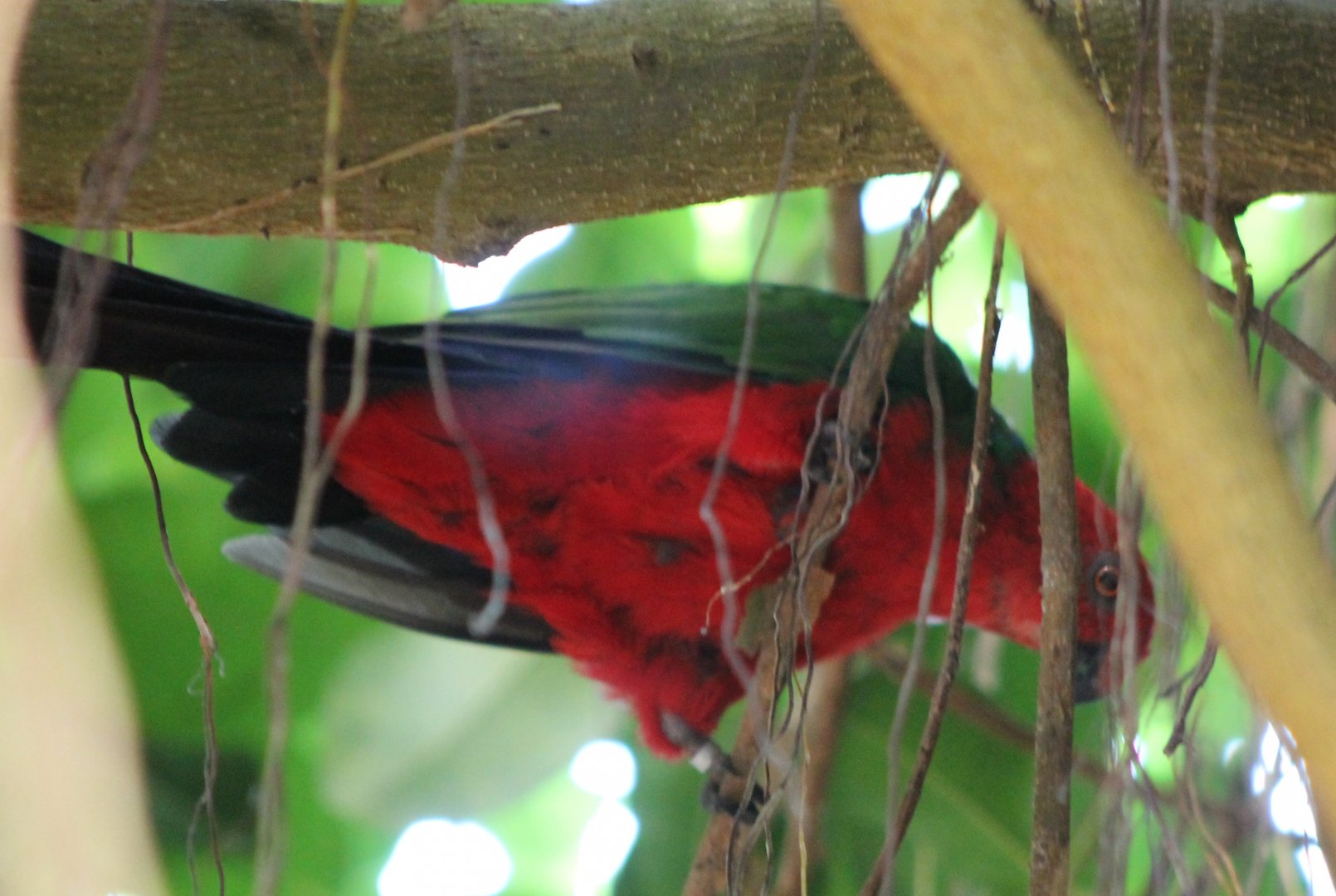 Papuan King Parrot