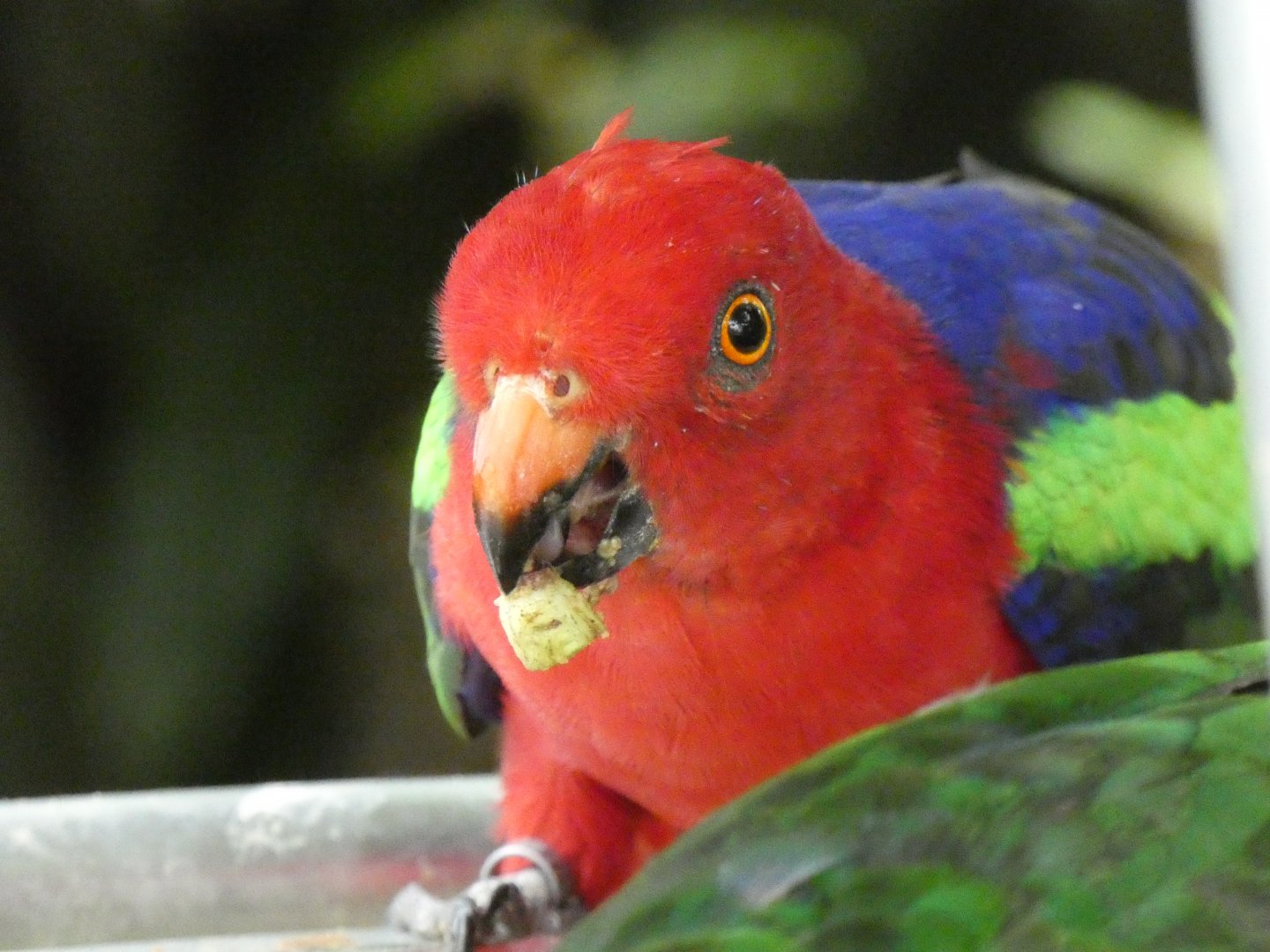 Papuan king parrot