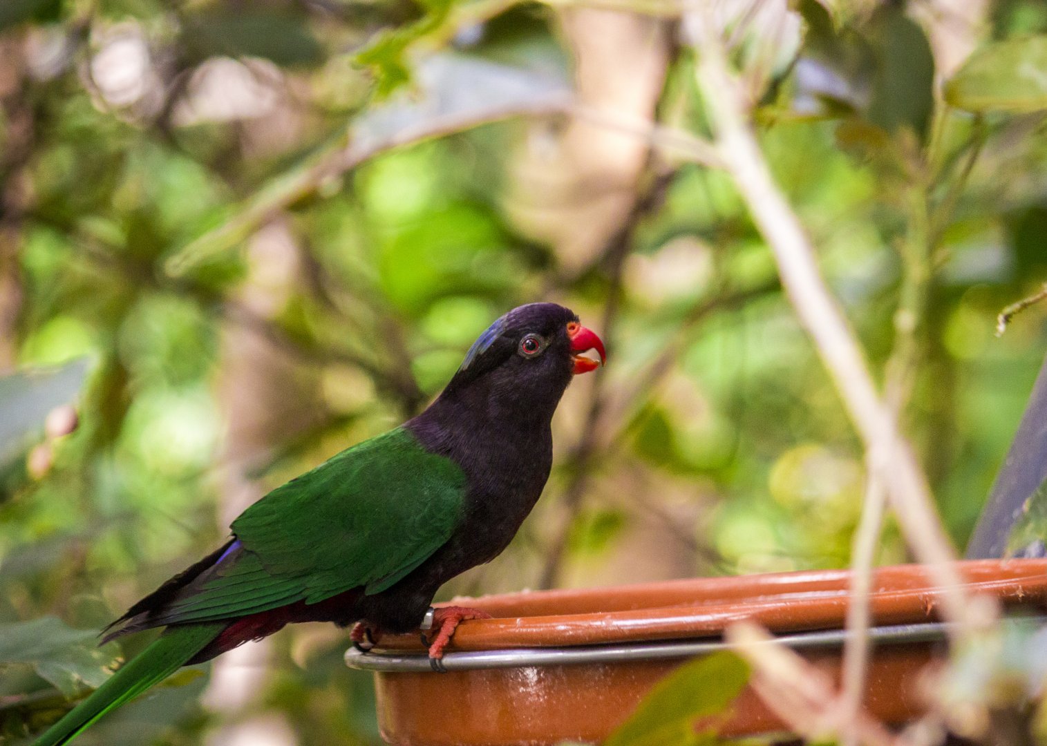 Papuan lorikeet, Charmosyna papou goliathina