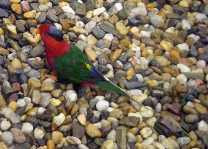Papuan Lorikeet (Charmosyna papou)