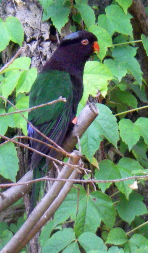 Papuan Lorikeet (Charmosyna papou)