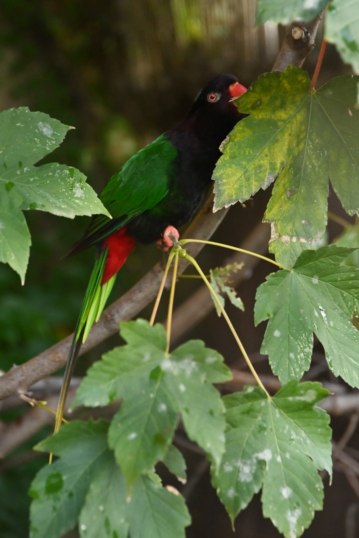 Papuan lorikeet Charmosyna papou
