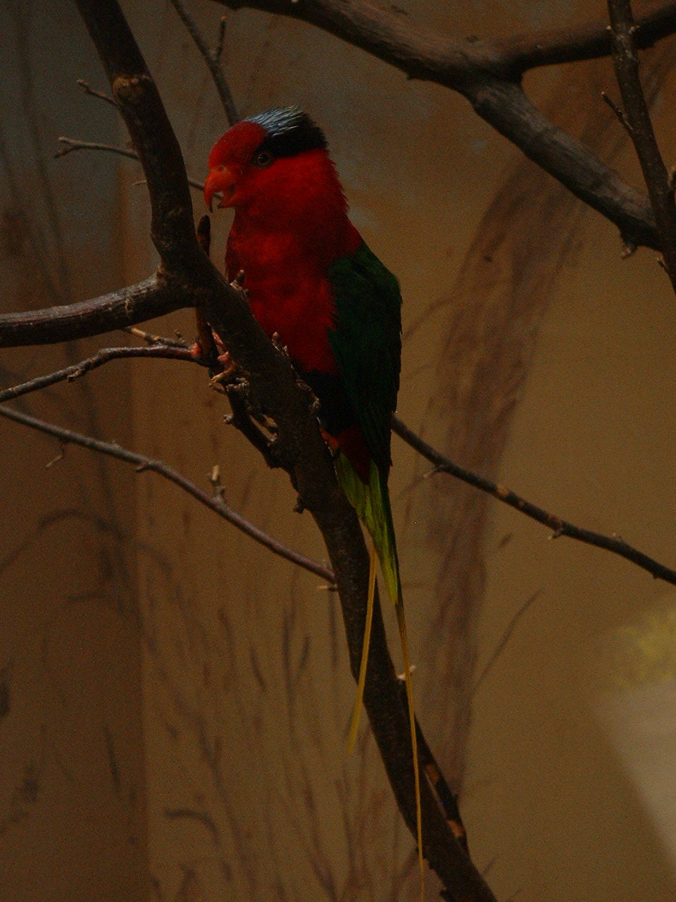 Papuan Lorikeet - Prague Zoo - March 2011