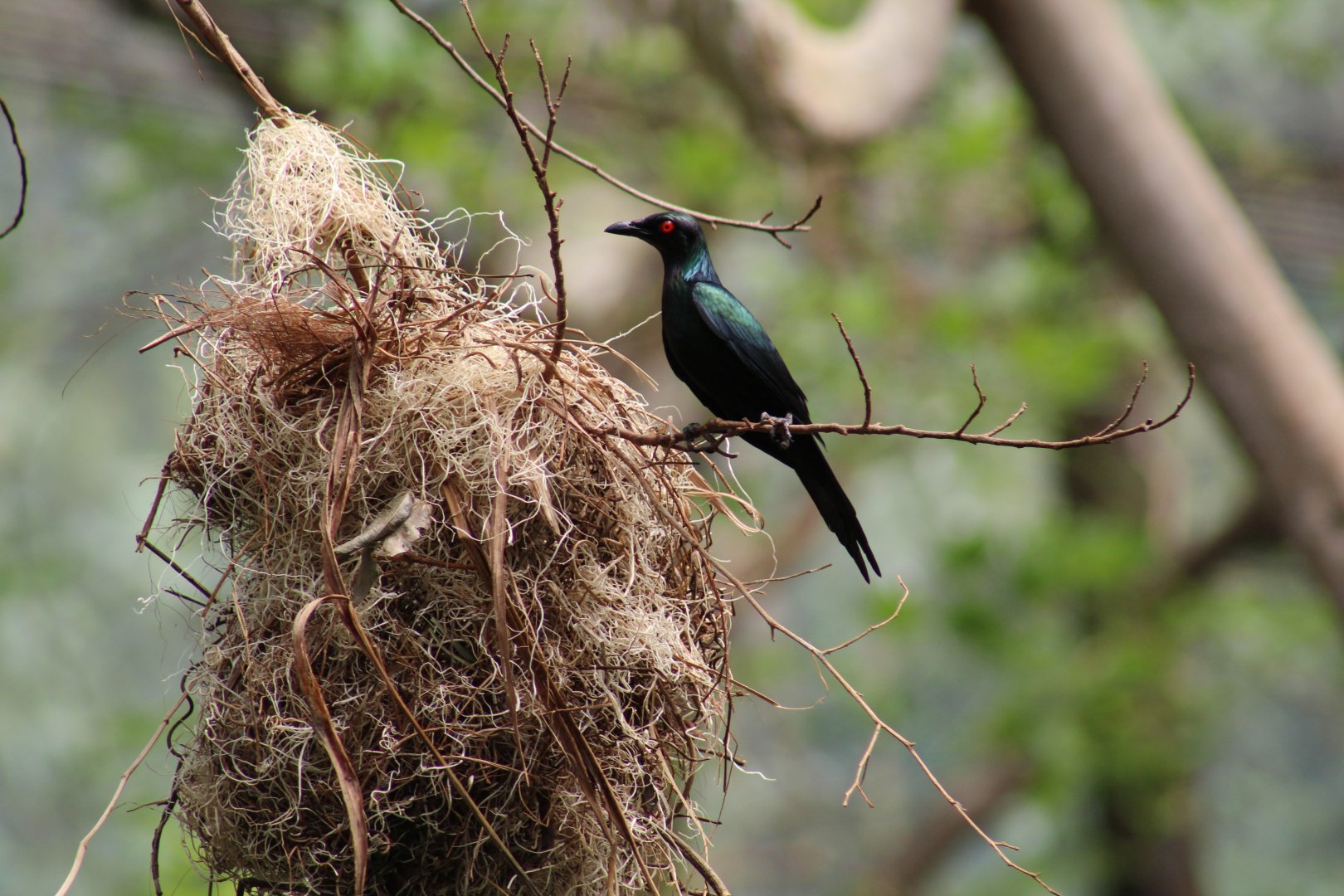 Papuan Metallic Starling