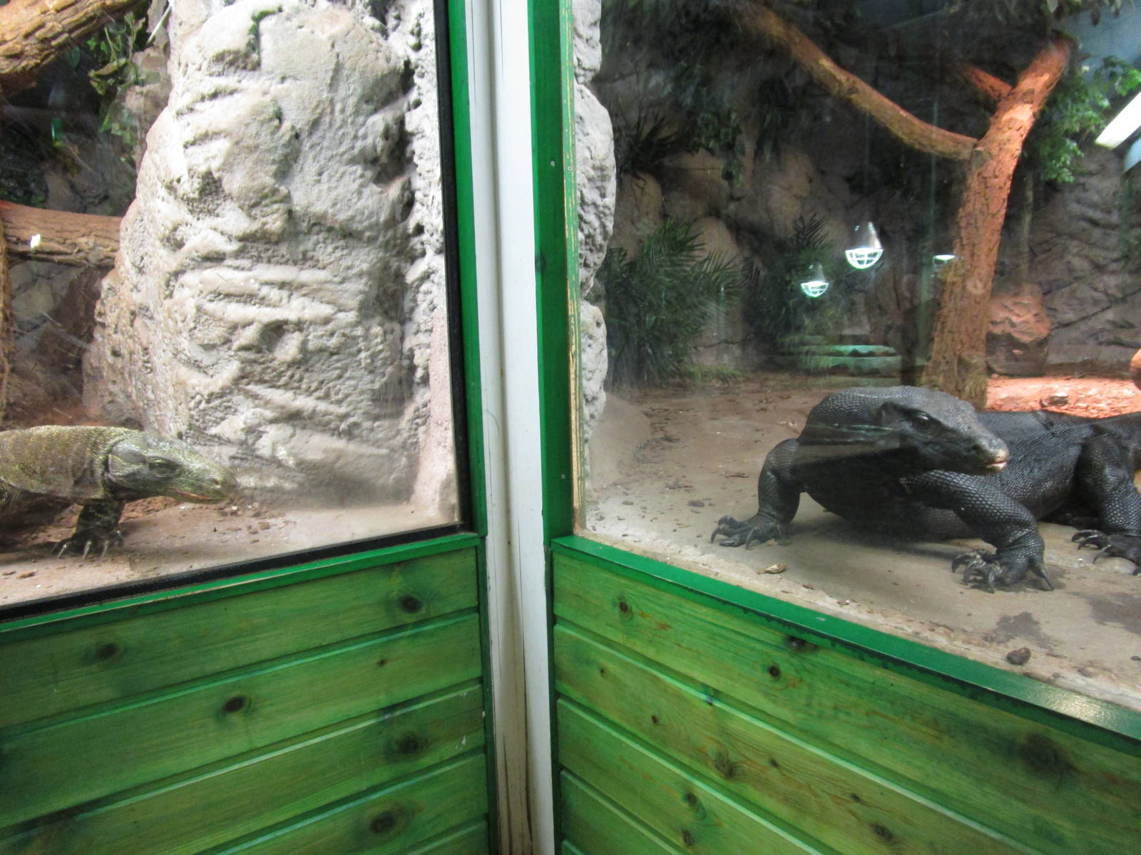 Papuan Monitor and Southeast Asian Water Monitor