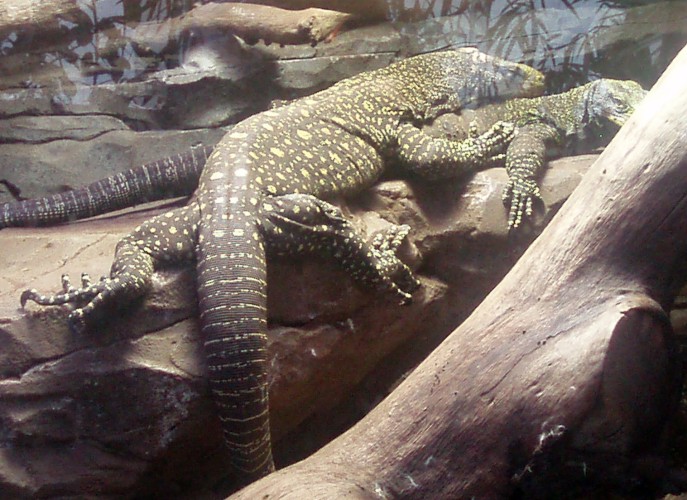 Papuan Monitor (Varanus salvadorii)