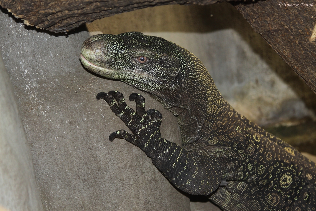 Papuan Monitor (Varanus salvadorii)