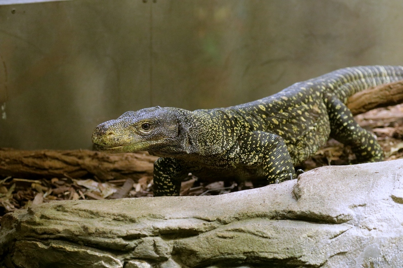 Papuan Monitor (Varanus salvadorii)