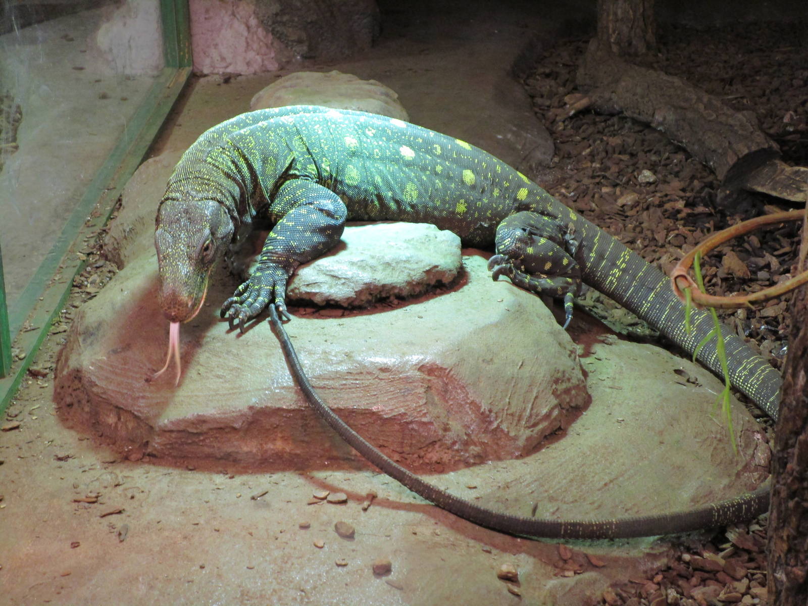 Papuan Monitor