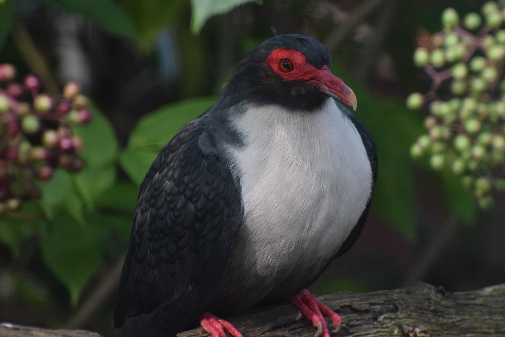 Papuan mountain-pigeon - August 2023