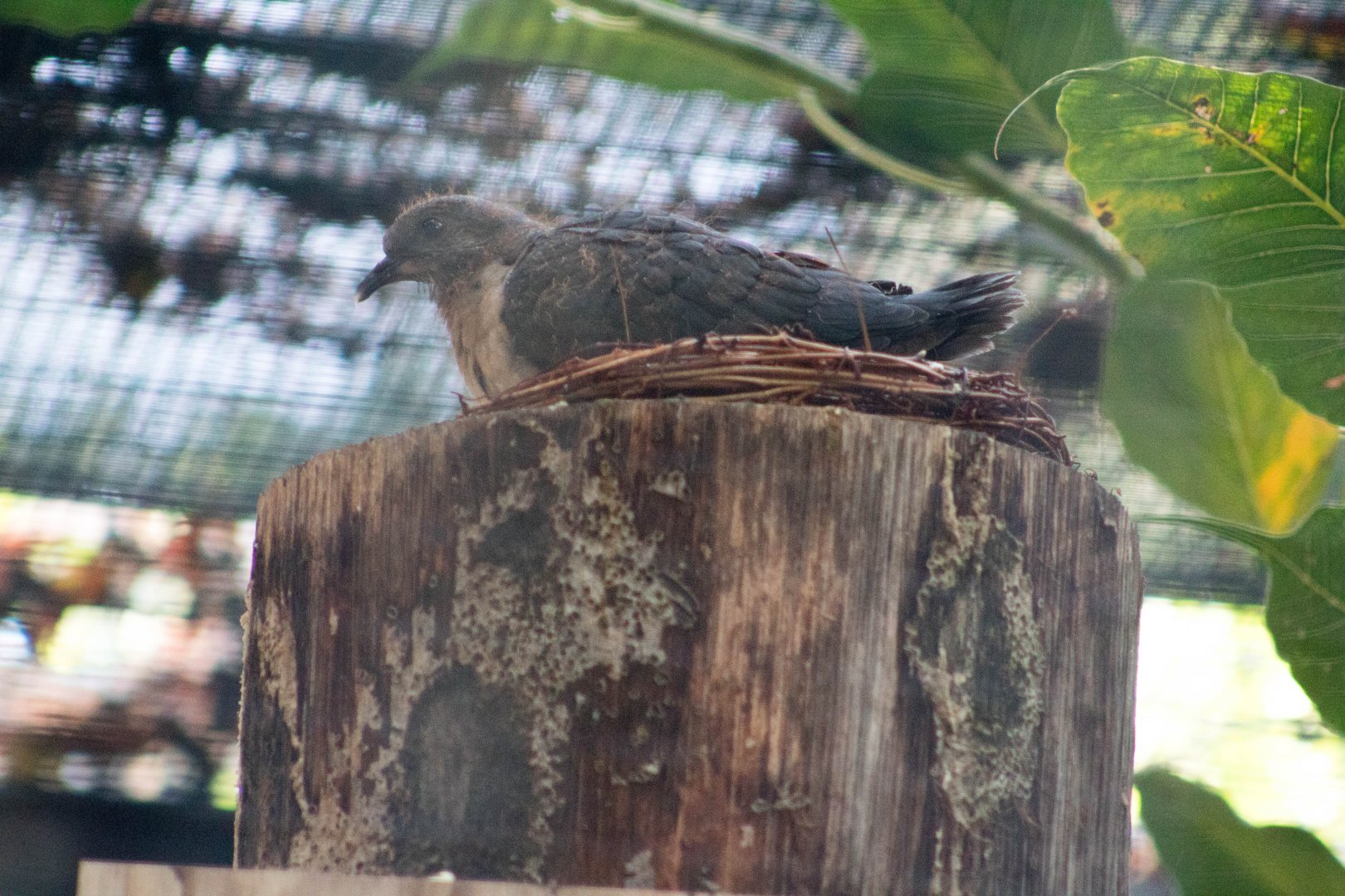 Papuan mountain pigeon chick