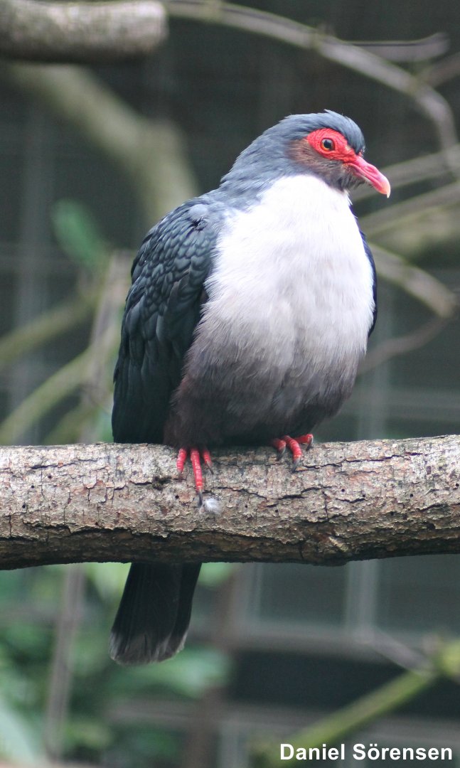 Papuan mountain pigeon (Gymnophaps albertisii)