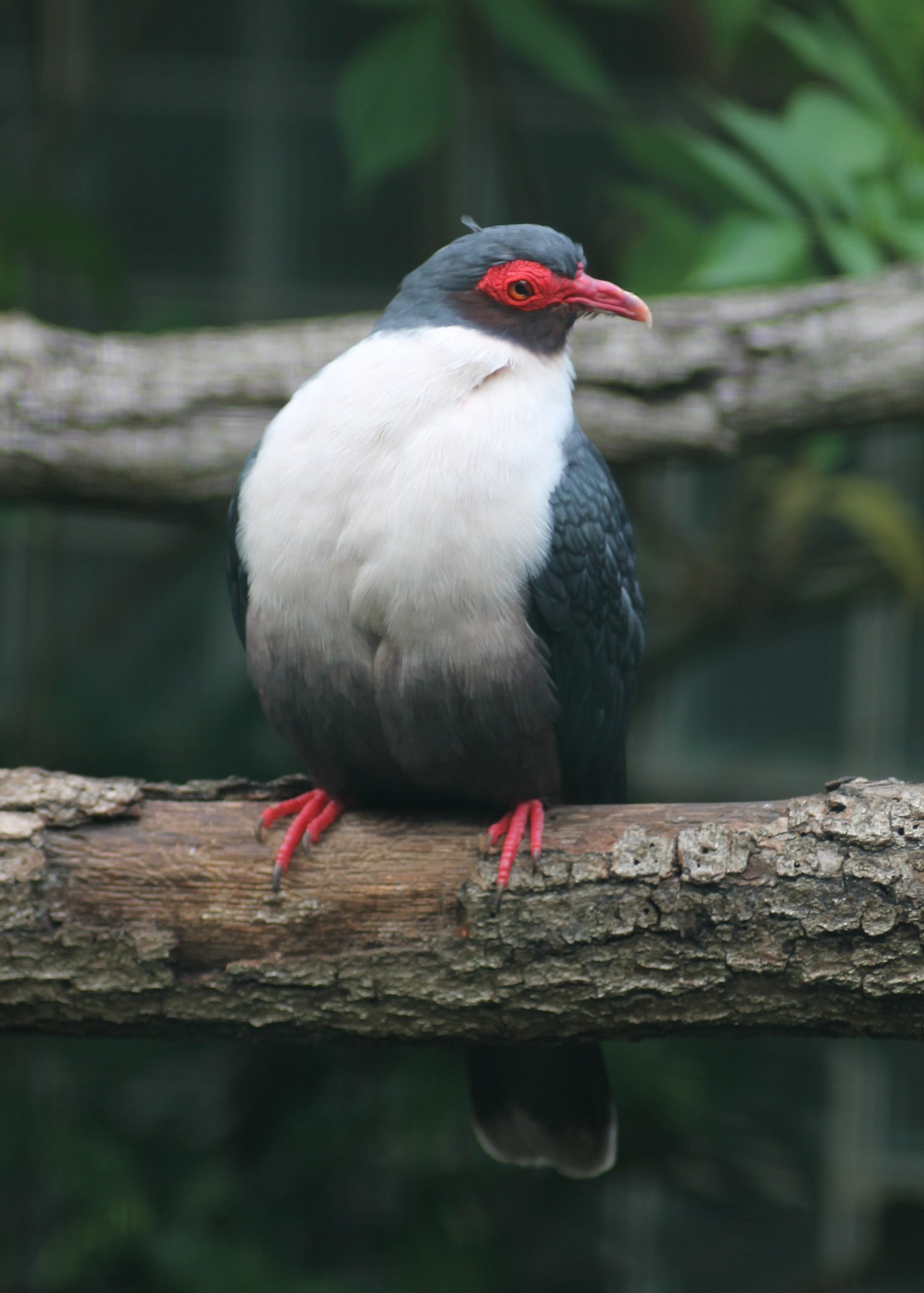 Papuan mountain pigeon (Gymnophaps albertisii)
