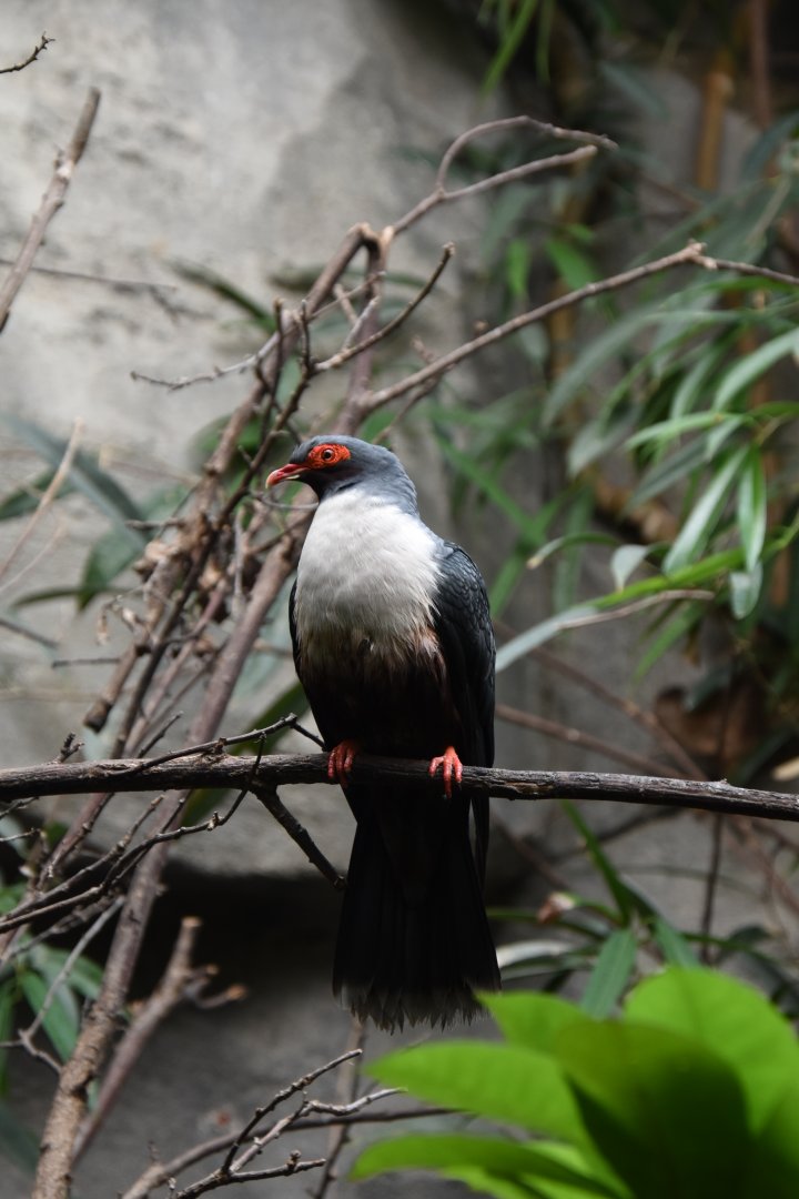 Papuan mountain-pigeon (Gymnophaps albertisii)