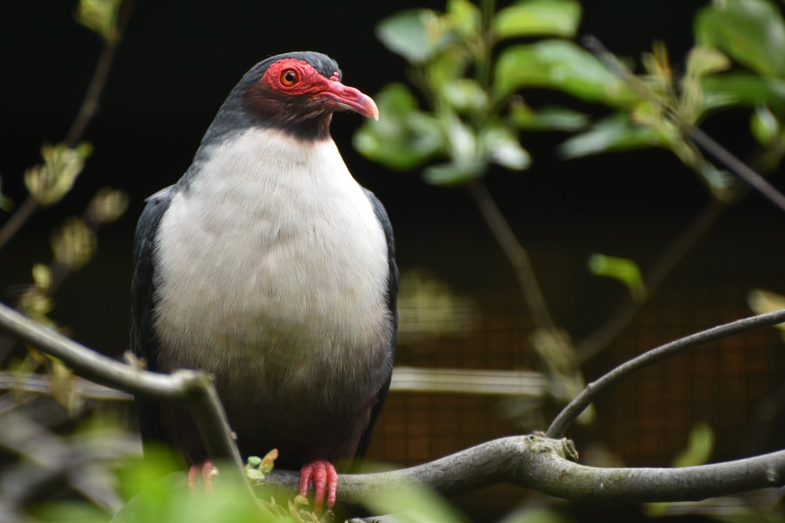Papuan Mountain-Pigeon Gymnophaps albertisii
