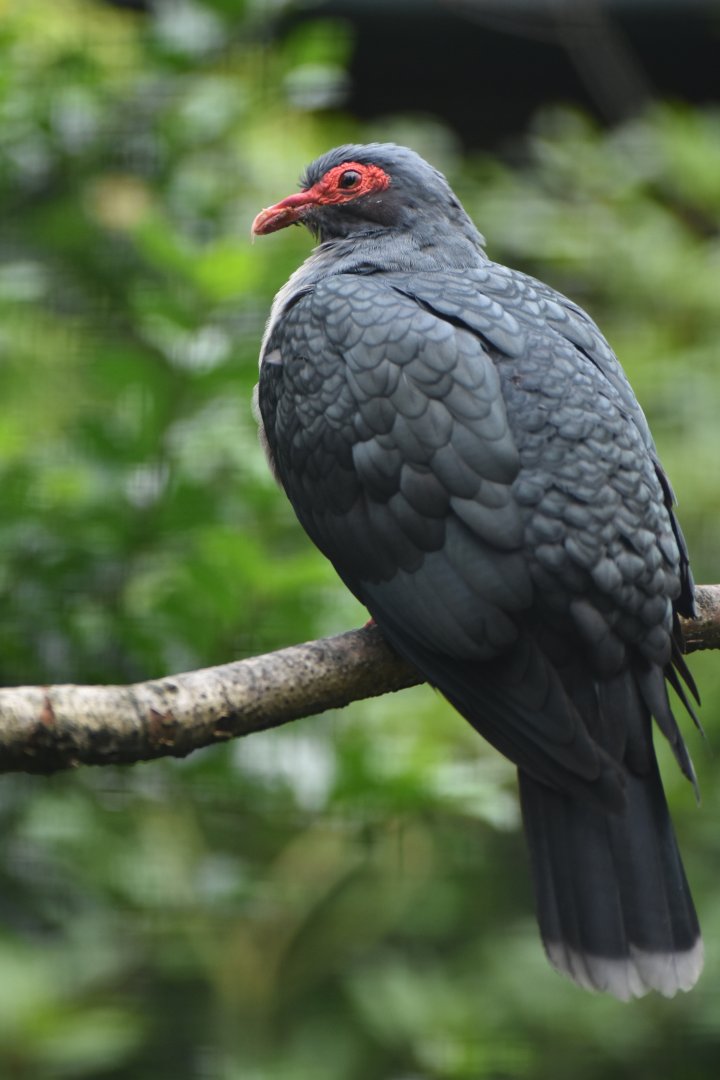 Papuan Mountain-Pigeon Gymnophaps albertisii