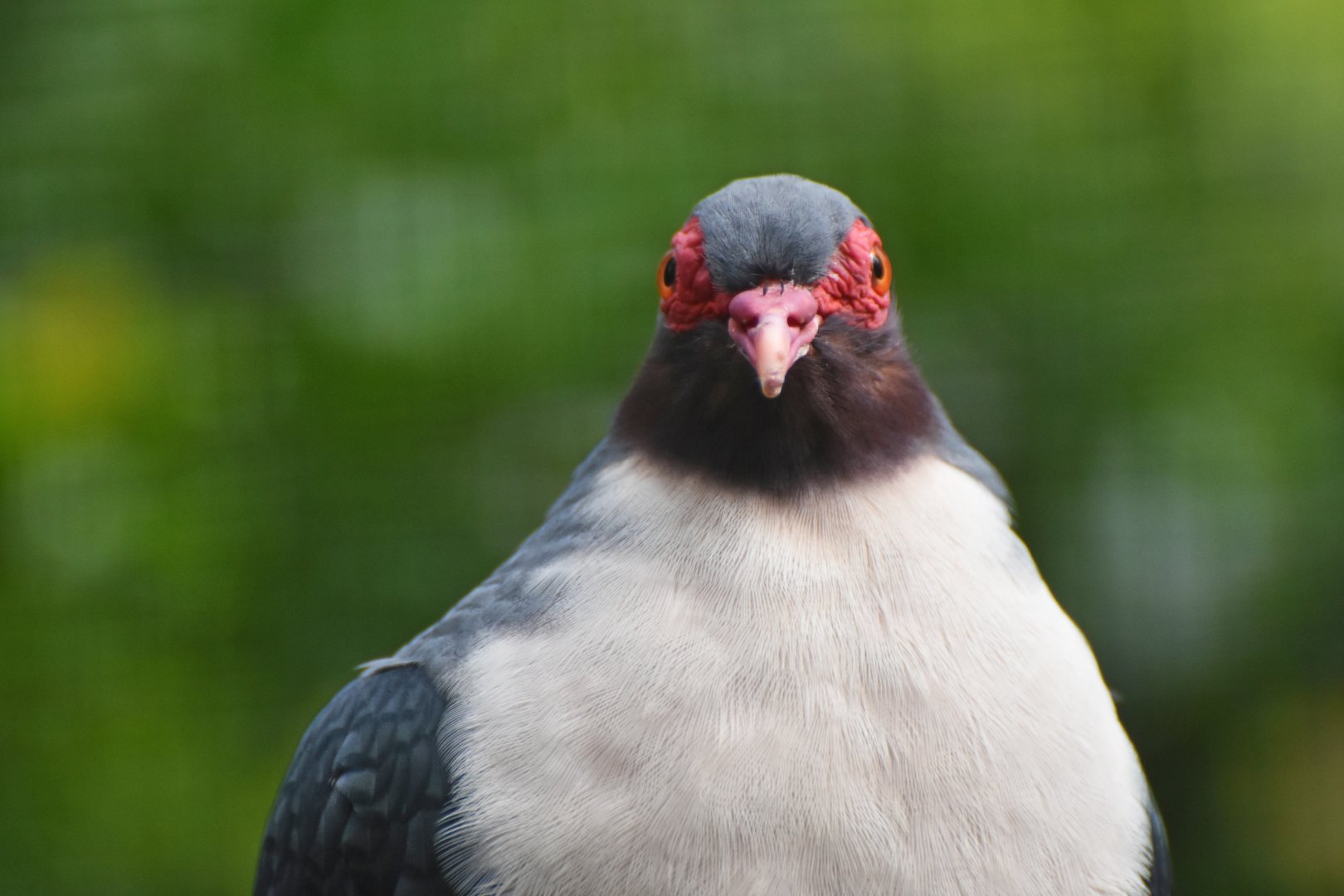 Papuan Mountain-Pigeon Gymnophaps albertisii